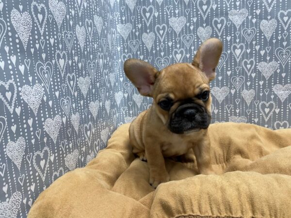 French Bulldog DOG Female fn 5602 Petland San Antonio, TX