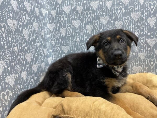 German Shepherd-DOG-Male-blk & tn-5603-Petland San Antonio, TX