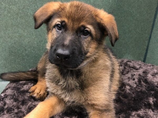 German Shepherd-DOG-Female-Sable-8717-Petland San Antonio, TX