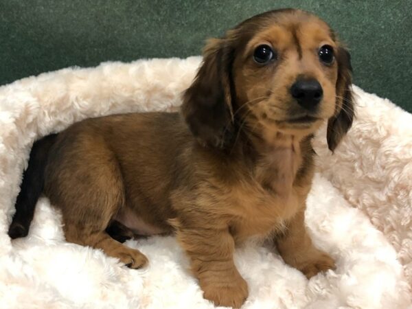 Dachshund DOG Female Red & Brown 8715 Petland San Antonio, TX