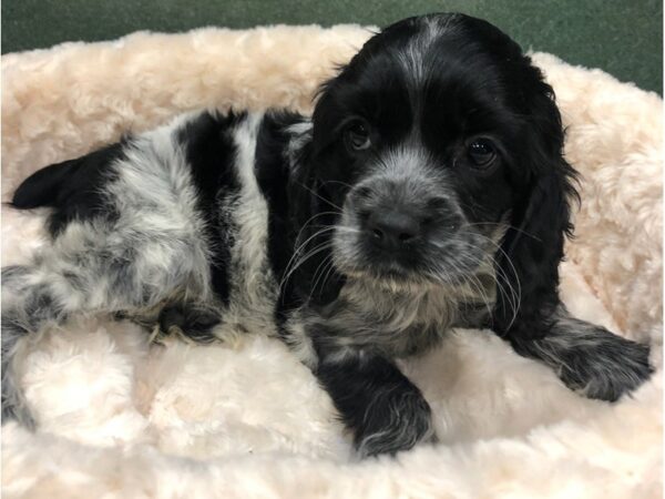 Cocker Spaniel DOG Female Black & White Roan 8714 Petland San Antonio, TX