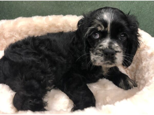 Cocker Spaniel DOG Female Blue Merle 8713 Petland San Antonio, TX