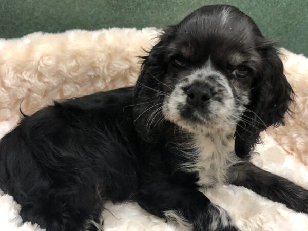 Cocker Spaniel-DOG-Male-Blue Merle-8712-Petland San Antonio, TX
