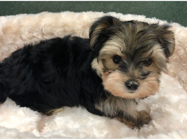 Morkie DOG Male Black & Tan 8711 Petland San Antonio, TX