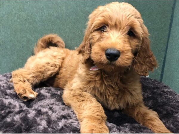 Goldendoodle-DOG-Female-Golden-8710-Petland San Antonio, TX