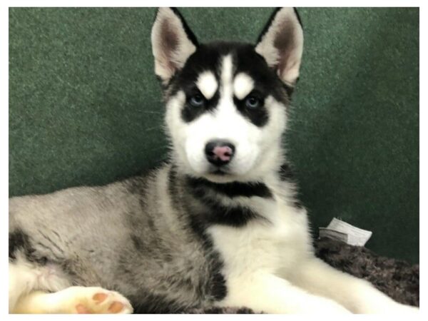 Siberian Husky DOG Male Black & White 8705 Petland San Antonio, TX