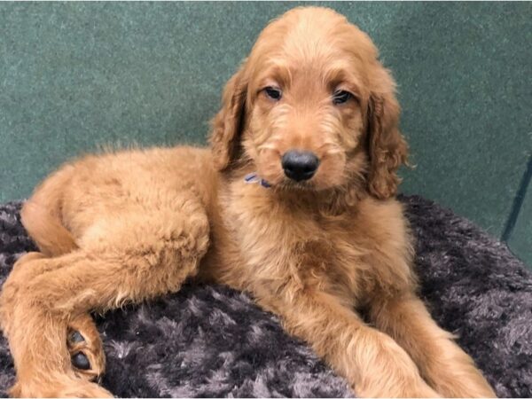 Goldendoodle-DOG-Male-Goldendoodle-8709-Petland San Antonio, TX
