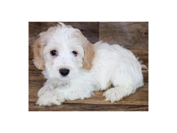 Cockapoo-DOG-Male-Apricot-8707-Petland San Antonio, TX