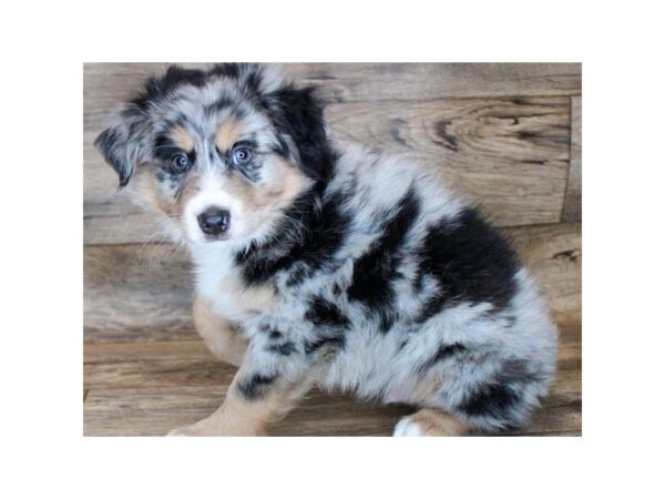 Miniature Australian Shepherd DOG Male Blue Merle 8706 Petland San Antonio, TX