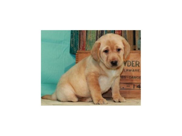 Labrador Retriever DOG Female Yellow 8704 Petland San Antonio, TX