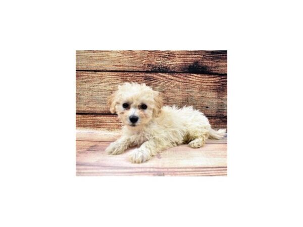 Bichon Poo DOG Female Cream 5606 Petland San Antonio, TX