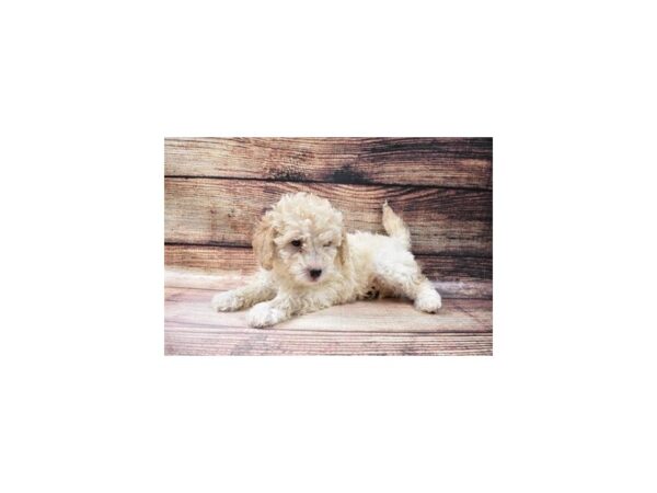 Mini Goldendoodle 2nd Gen-DOG-Female-Golden-5609-Petland San Antonio, TX