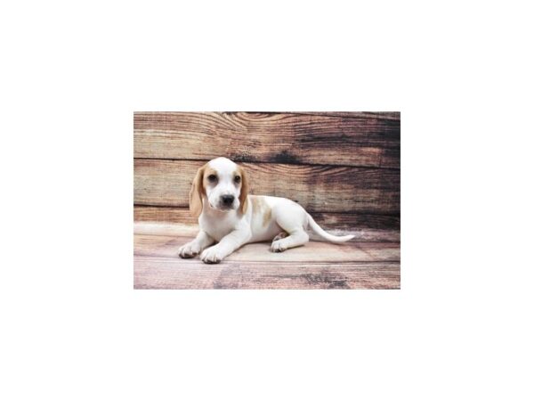 Beagle DOG Male Lemon and White 5604 Petland San Antonio, TX