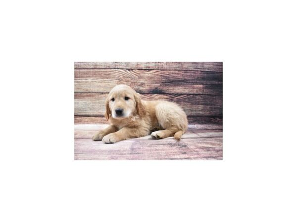 Golden Retriever-DOG-Male-Golden-5608-Petland San Antonio, TX