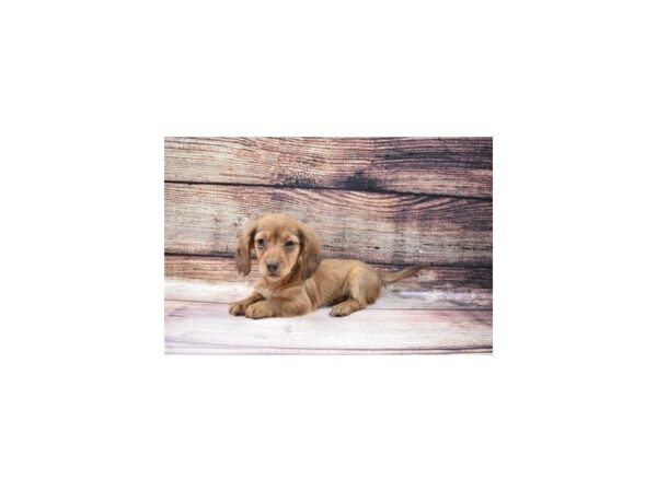 Dachshund DOG Female Red 5607 Petland San Antonio, TX