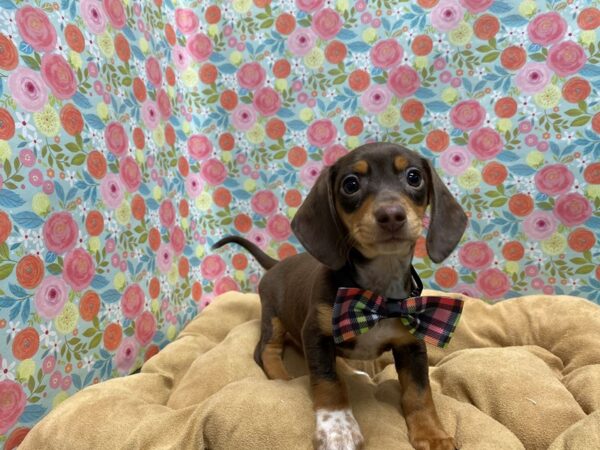 Dachshund-DOG-Male-chlt &tn-5611-Petland San Antonio, TX