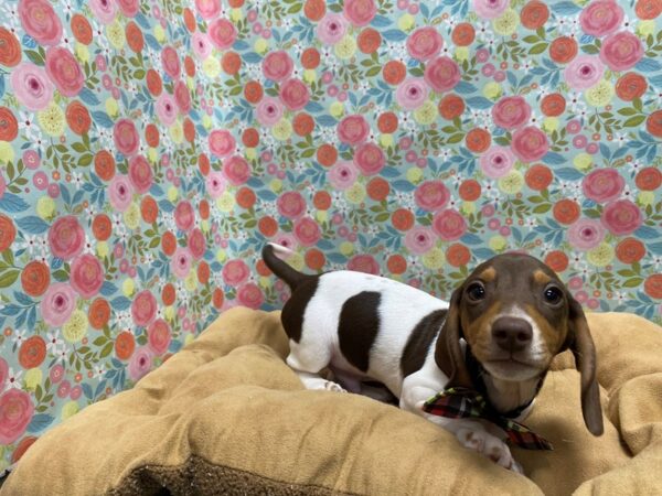 Dachshund-DOG-Male-chlt & tn-5613-Petland San Antonio, TX