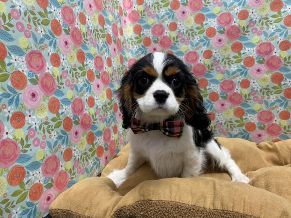 Cavalier King Charles Spaniel DOG Male tri 5614 Petland San Antonio, TX