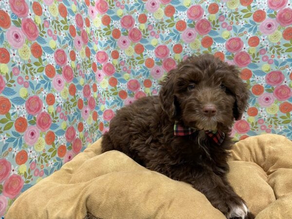 Aussiedoodle DOG Male chlt 5615 Petland San Antonio, TX