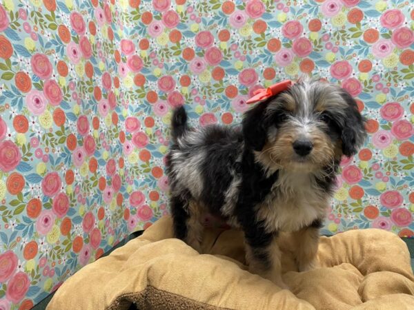 Aussiedoodle DOG Female bl mrl 5616 Petland San Antonio, TX