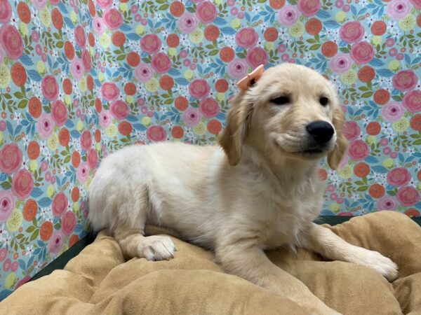 Golden Retriever-DOG-Female-gldn-5610-Petland San Antonio, TX