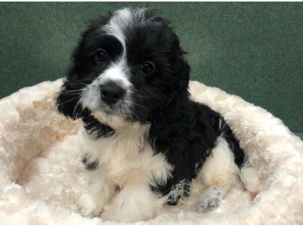 Cavachon DOG Male Black & White 8719 Petland San Antonio, TX