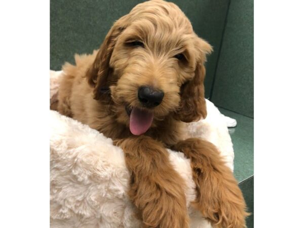 Goldendoodle DOG Male Golden 8720 Petland San Antonio, TX