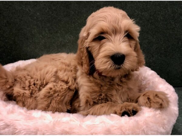 Goldendoodle DOG Female Golden 8721 Petland San Antonio, TX