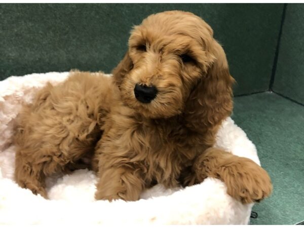 Goldendoodle-DOG-Male-Golden-8722-Petland San Antonio, TX