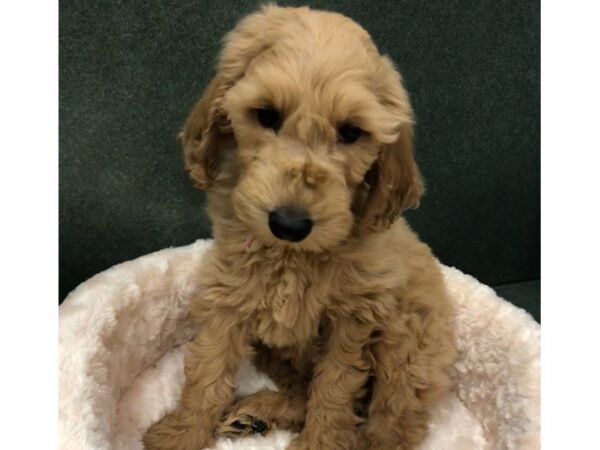Goldendoodle-DOG-Female-Golden-8723-Petland San Antonio, TX