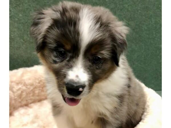 Miniature Australian Shepherd DOG Male Blue Merle 8724 Petland San Antonio, TX