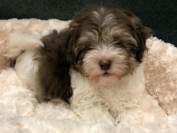 Havanese DOG Male Chocolate Parti 8725 Petland San Antonio, TX