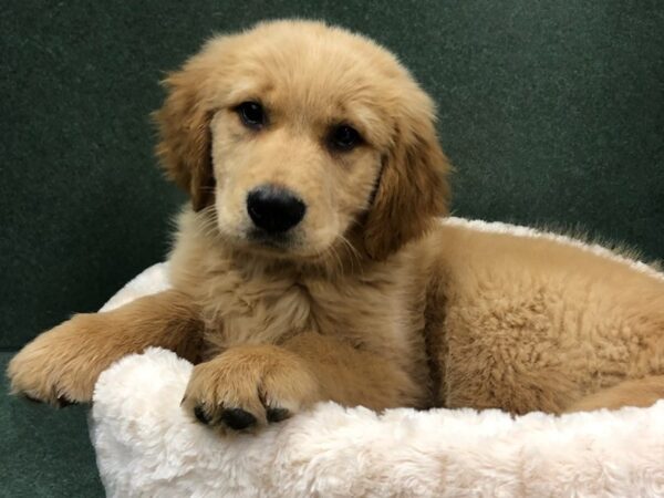 Golden Retriever-DOG-Male-Golden-8726-Petland San Antonio, TX