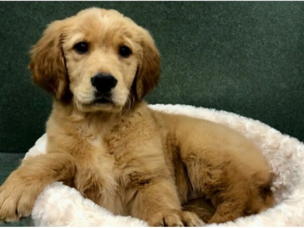 Golden Retriever DOG Female Golden 8727 Petland San Antonio, TX