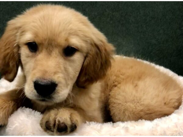 Golden Retriever-DOG-Female-Golden-8728-Petland San Antonio, TX
