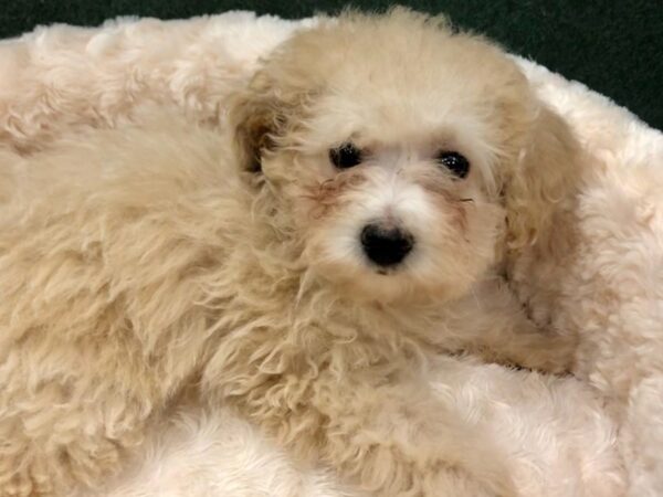 Bichonpoo-DOG-Female-Aprico-8729-Petland San Antonio, TX