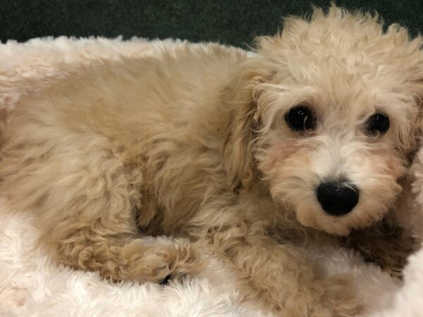 Bichonpoo-DOG-Male-Apricot-8730-Petland San Antonio, TX