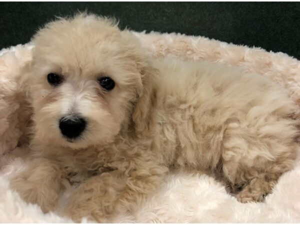 Bichonpoo-DOG-Male-Apricot-8731-Petland San Antonio, TX