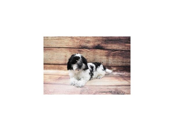 Teddy Bear-DOG-Male-Black and White-5623-Petland San Antonio, TX