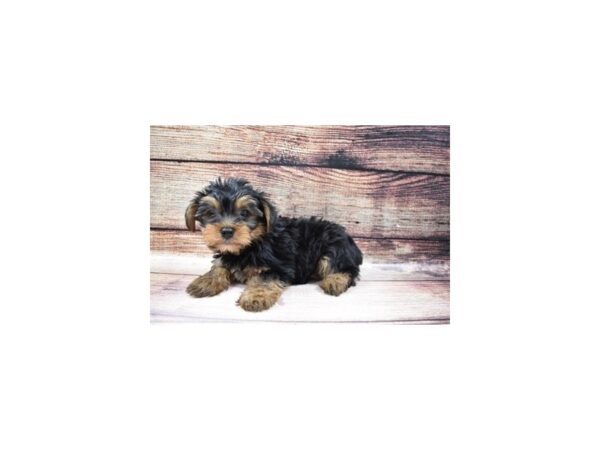 Yorkshire Terrier-DOG-Male-Black and Tan-5624-Petland San Antonio, TX