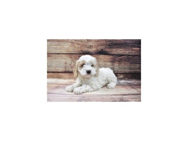 Cockapoo-DOG-Female-White and Apricot-5619-Petland San Antonio, TX