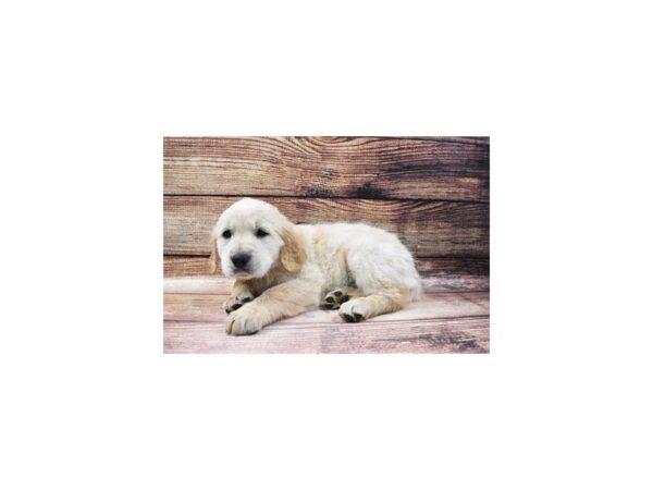 Golden Retriever-DOG-Male-Light Golden-5620-Petland San Antonio, TX