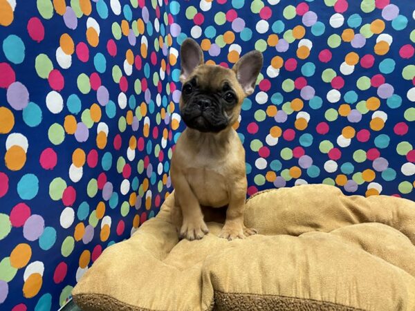 French Bulldog-DOG-Female-fn blk msk-5632-Petland San Antonio, TX