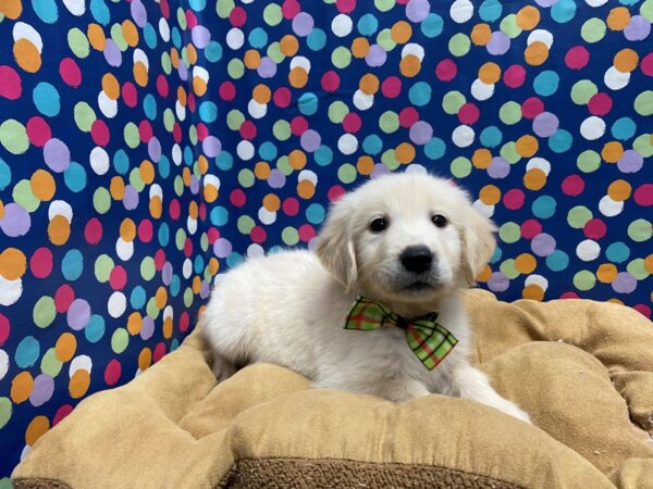Golden Retriever-DOG-Male-gld-5631-Petland San Antonio, TX