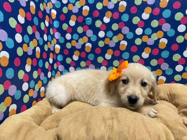 Golden Retriever-DOG-Female-gld-5630-Petland San Antonio, TX