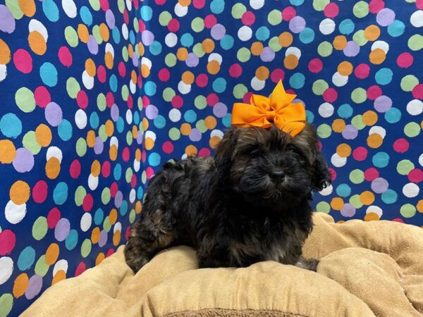 Shipoo-DOG-Female-br parti-5629-Petland San Antonio, TX