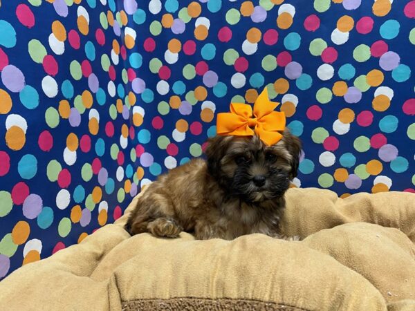 Shipoo-DOG-Female-br parti-5628-Petland San Antonio, TX