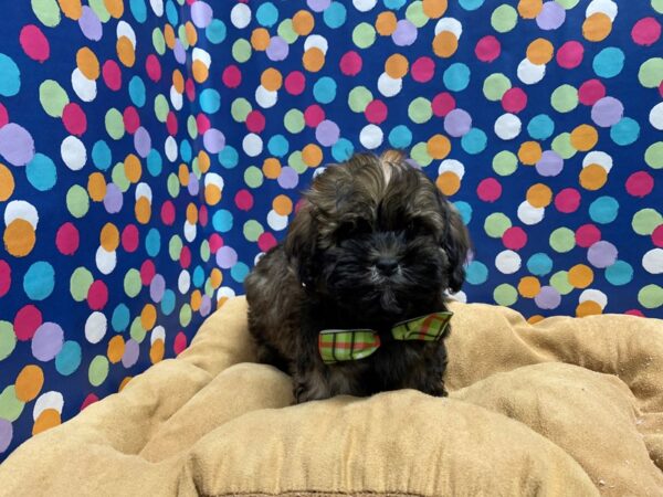 Shipoo-DOG-Male-br parti-5627-Petland San Antonio, TX