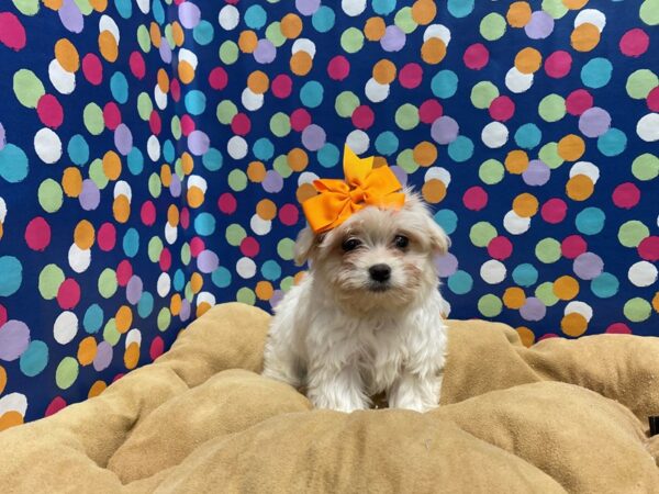 Havanese DOG Female wh 5626 Petland San Antonio, TX