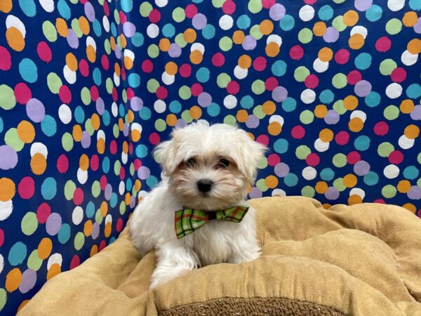 Havanese DOG Male wh 5625 Petland San Antonio, TX